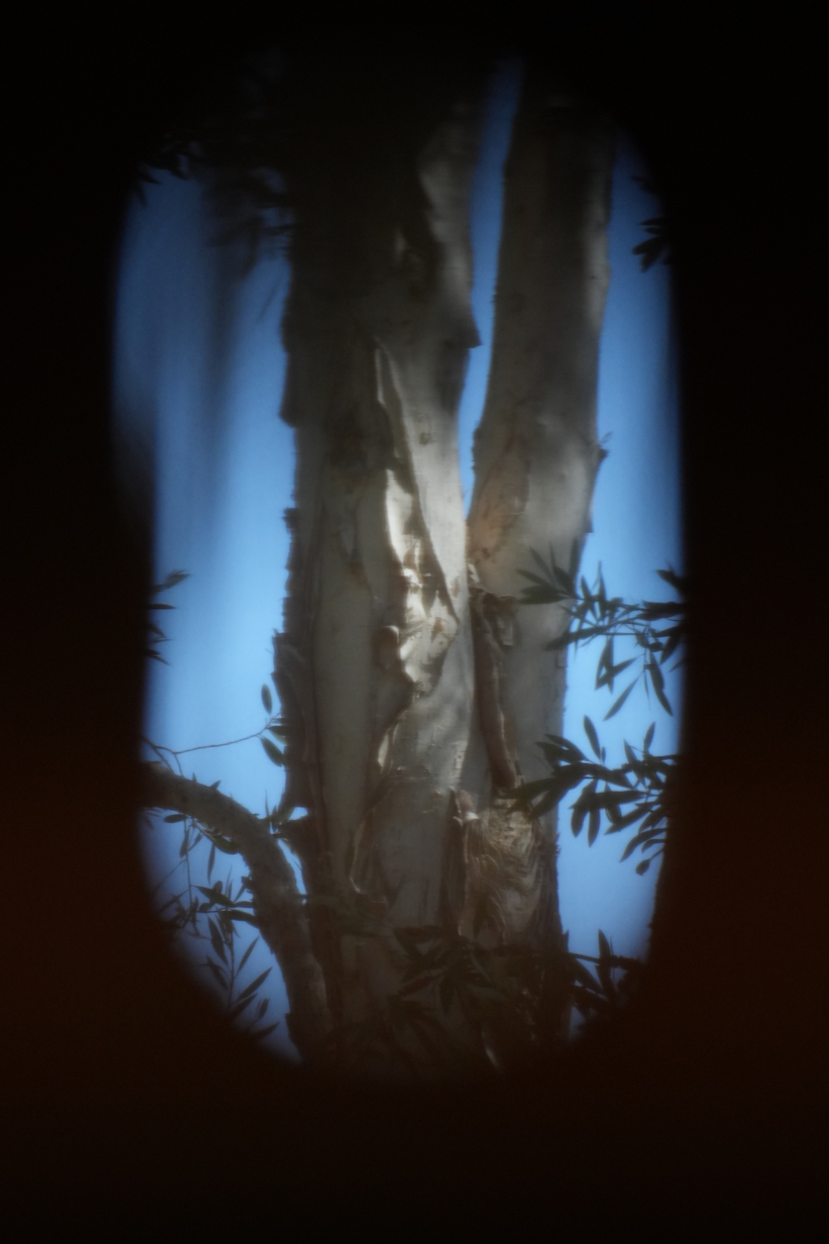 Tree through the window blinds